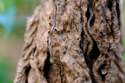 Close-up of tree trunk
