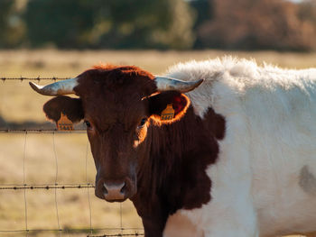 Cow standing in a field