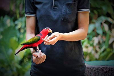 Midsection of man holding a bird