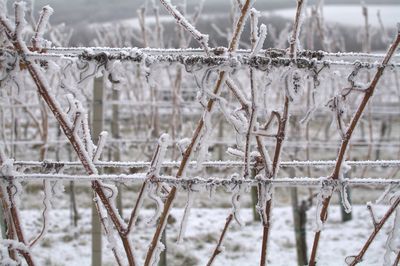 Close-up of icicles on twig during winter