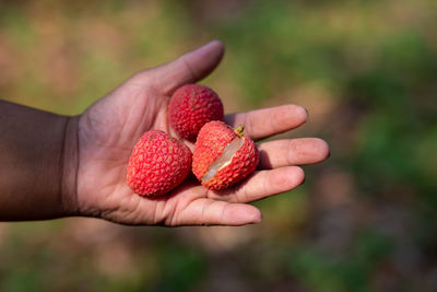 Close-up of hand holding strawberries