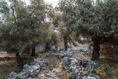 View of trees in forest