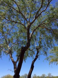 Low angle view of trees against sky