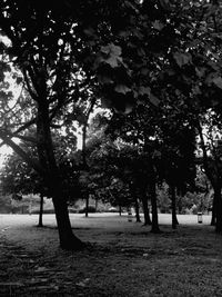 Trees in park