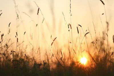 Scenic view of wheat field against sky at sunset