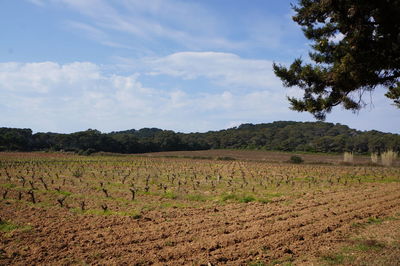 Trees on field against cloudy sky