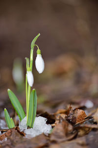 Close-up of snowdrops growing on plant at field