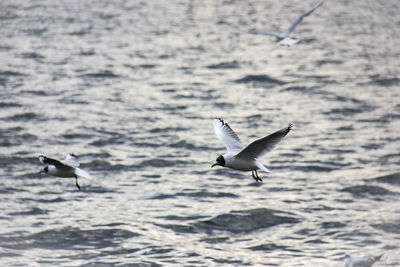 Black-headed gulls flying over sea