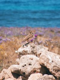 Bird perching on rock by sea