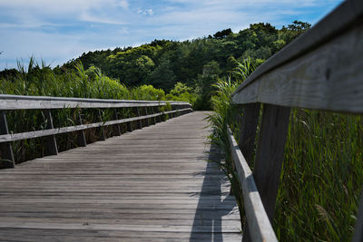 Boardwalk amidst trees against sky