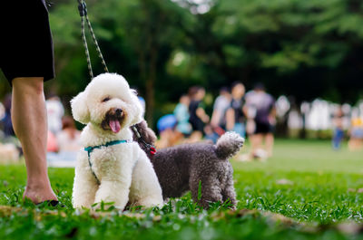 An adorable poodle which in dog leash sitting on green grass with owner while walking at the park.
