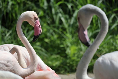 Close-up of swans