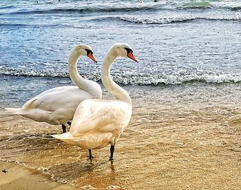 View of swan on beach