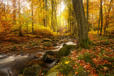 Stream flowing in forest during autumn