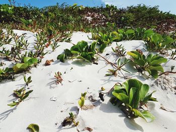 Plants by water