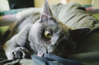 Close-up portrait of a cat