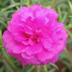 Close-up of pink flowers