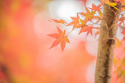 Close-up of maple leaves against blurred background