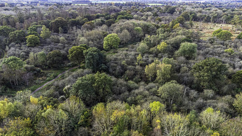 High angle view of trees in forest