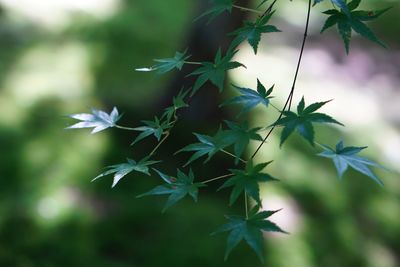 Close-up of plant