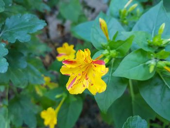 Close-up of yellow flowering plant