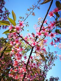 Low angle view of pink flowers against sky