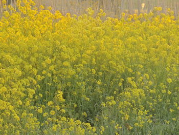 Flowers growing in field