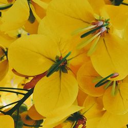 Close-up of yellow flower