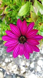 Close-up of pink flower