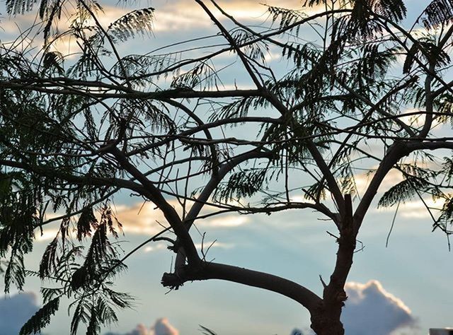 low angle view, branch, tree, sky, bare tree, growth, nature, silhouette, tranquility, cloud - sky, beauty in nature, outdoors, sunset, no people, twig, cloud, day, sunlight, tree trunk, leaf