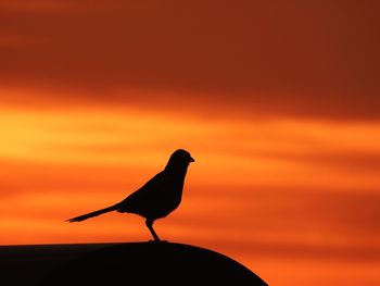 Silhouette bird perching on a orange sunset