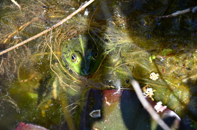 High angle view of fish swimming in sea