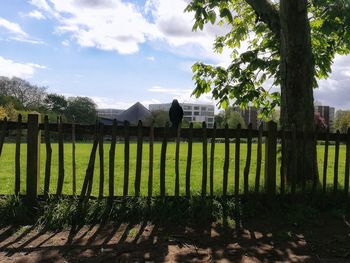 Trees growing on field against sky