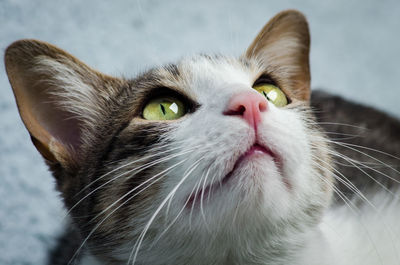 Close-up of cat looking away