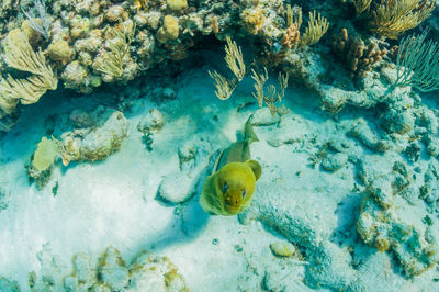 Green moray eel swimming towards camera 