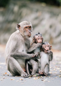 Monkey family sitting on footpath