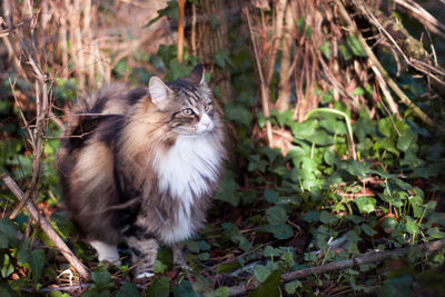 Cat sitting on a field