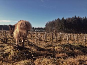 View of a horse on field