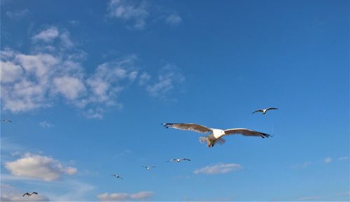 Low angle view of seagulls flying