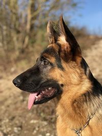 Close-up of a dog looking away