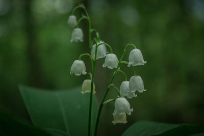 Close-up of white flowering plant