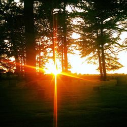 Sun shining through trees