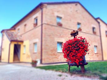 Red flower against building