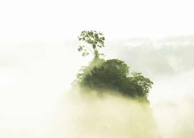 Low angle view of tree against sky