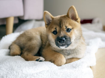 Portrait of dog sitting on bed