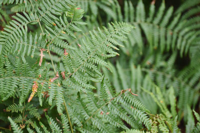 Close-up of fern leaves