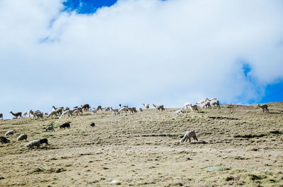 View of birds on landscape against sky