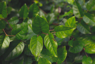 Close-up of fresh green leaves