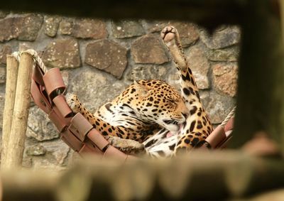 Jaguar lying on hammock against wall at zoo