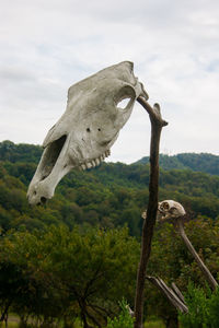 View of animal skull on landscape